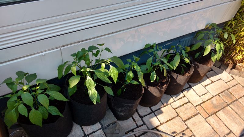 Growing peppers - All peppers
