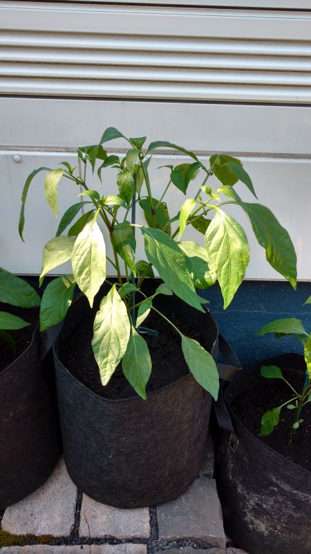 Growing peppers - Single pepper